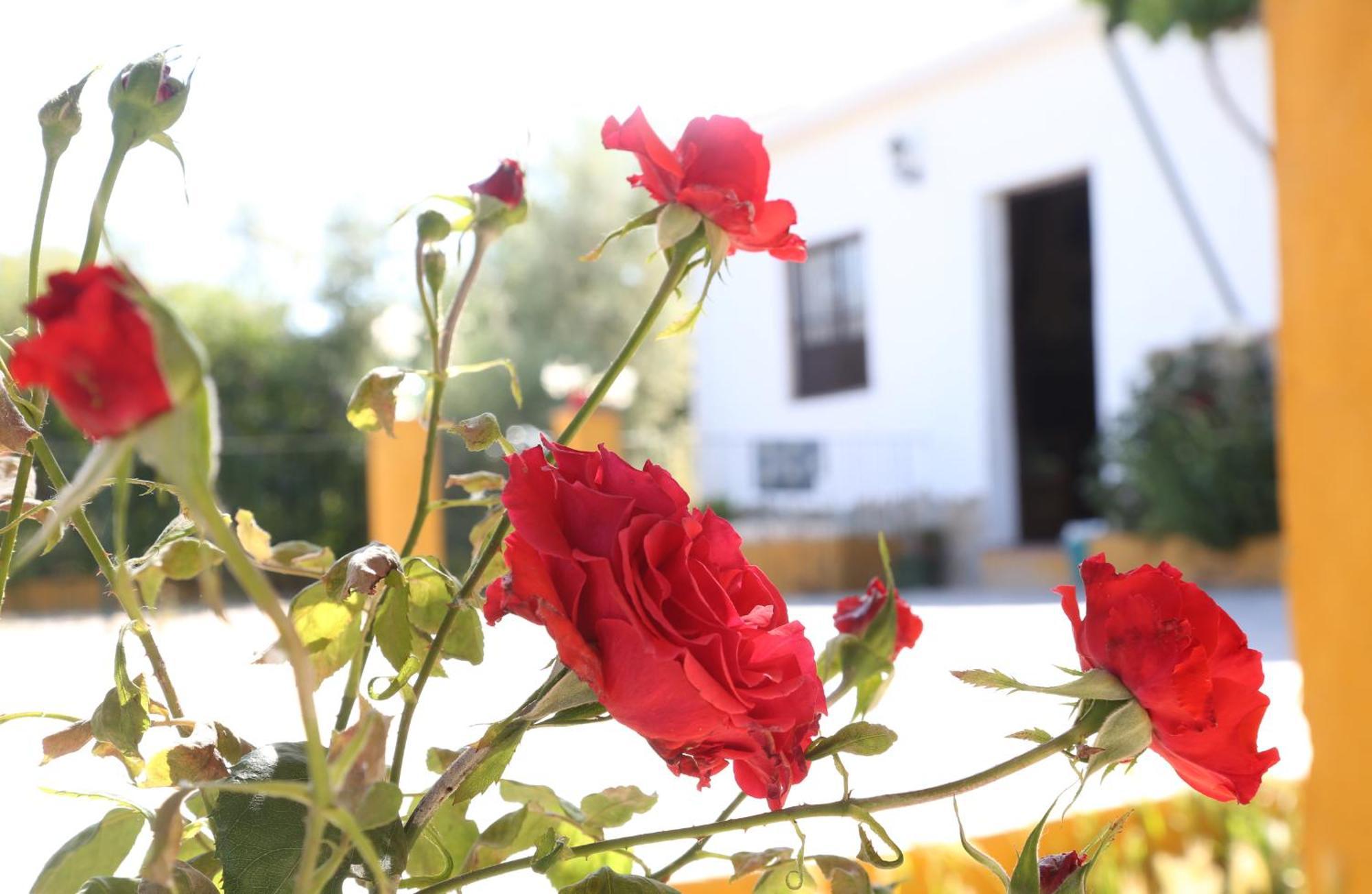 Casa Rural Huerta La Lapa Canete la Real Εξωτερικό φωτογραφία